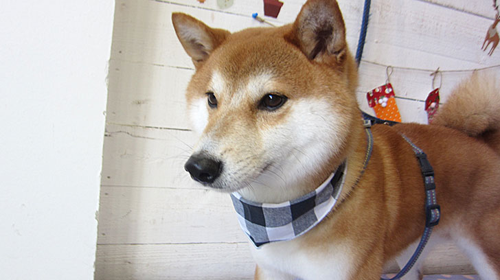 もなちゃんアイキャッチ