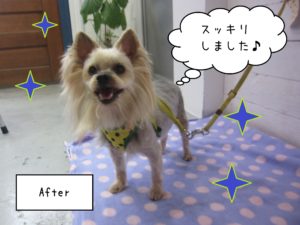 YKの小太郎ちゃん施術後
