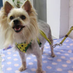 小太郎ちゃんアイキャッチ