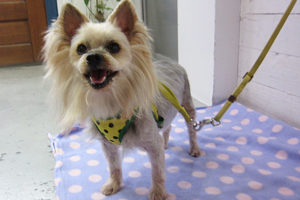 小太郎ちゃんアイキャッチ