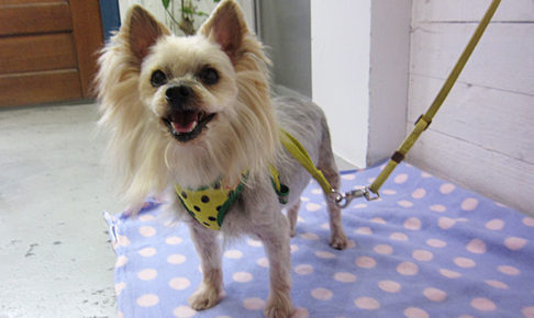 小太郎ちゃんアイキャッチ