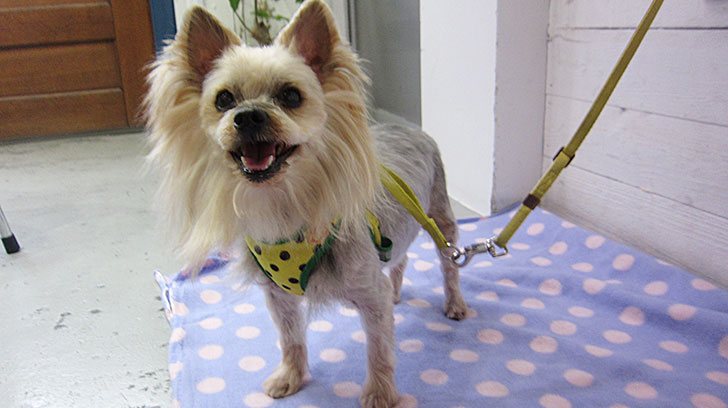 小太郎ちゃんアイキャッチ