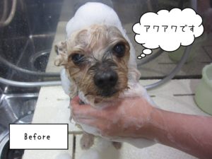 YKの小太郎ちゃんシャンプー中