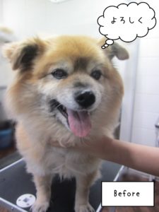 MIXのひなちゃんカット前