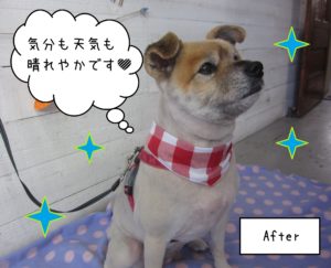 MIXのひなちゃん施術後