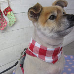 ひなちゃんアイキャッチ