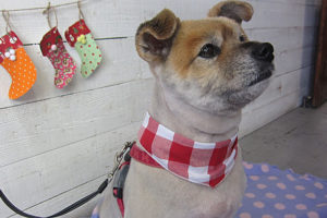 ひなちゃんアイキャッチ