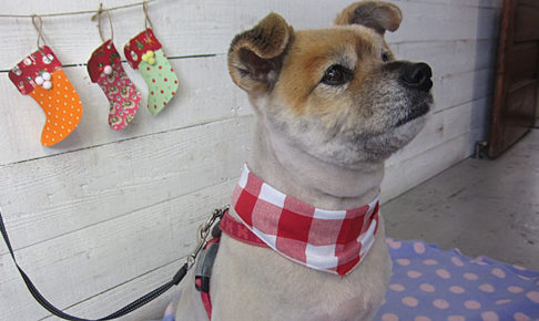 ひなちゃんアイキャッチ