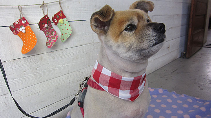 ひなちゃんアイキャッチ