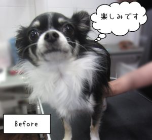 チワワのココちゃんカット前