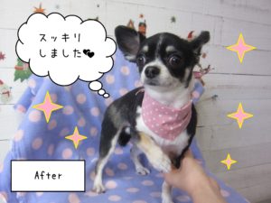 チワワのココちゃん施術後