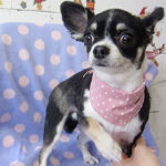 ココちゃんアイキャッチ