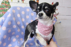 ココちゃんアイキャッチ