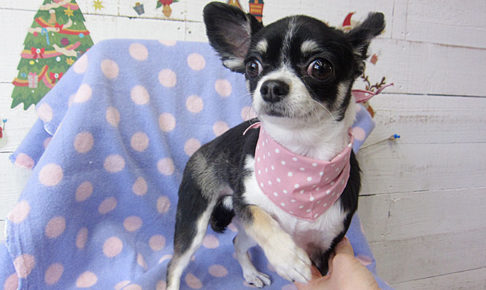 ココちゃんアイキャッチ