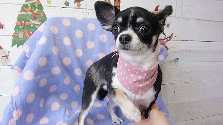 ココちゃんアイキャッチ