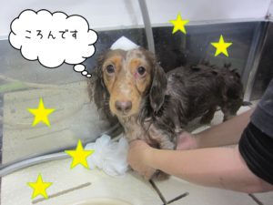 MDのころんちゃんシャンプー中