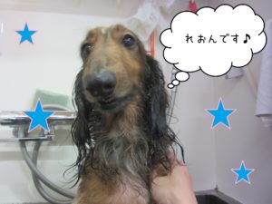MDのれおんちゃんシャンプー中