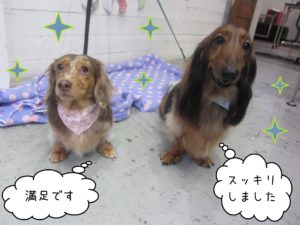 MDのころんちゃんれおんちゃん施術後