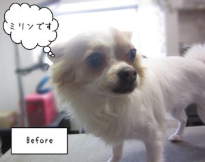 チワワのミリンちゃんカット前