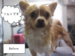 チワワのソルトちゃんカット前