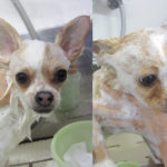 ミリンちゃんソルトちゃんアイキャッチ