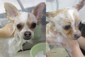 ミリンちゃんソルトちゃんアイキャッチ