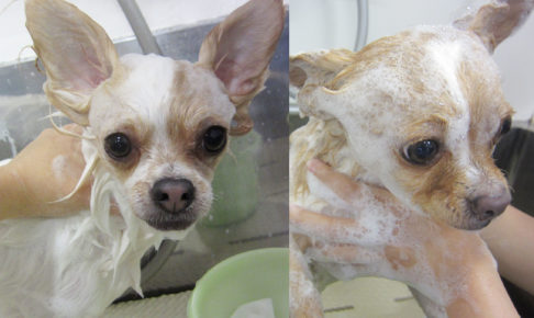 ミリンちゃんソルトちゃんアイキャッチ