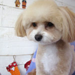 りくちゃんアイキャッチ