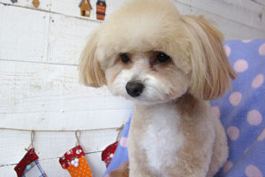 りくちゃんアイキャッチ