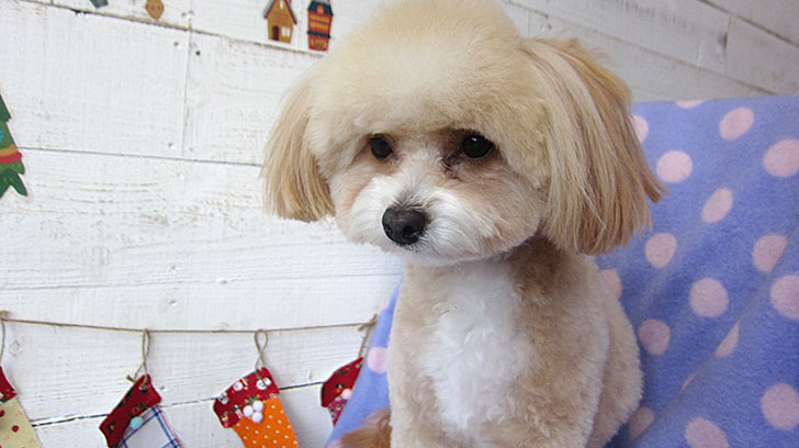 りくちゃんアイキャッチ