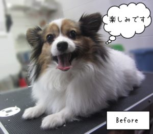 PPのメルちゃんカット前