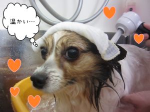 PPのメルちゃんスパ中