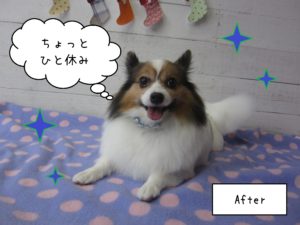 PPのメルちゃん施術後
