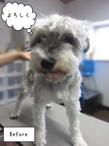 MSのソルちゃんカット前