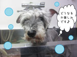 シャンプーＭシュナ