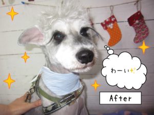 仕上がりMシュナ