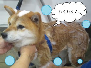 シャンプーしば