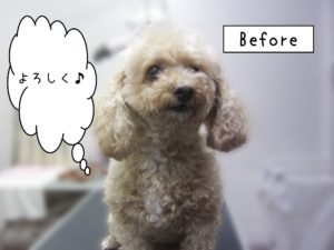 よろしくトイプー