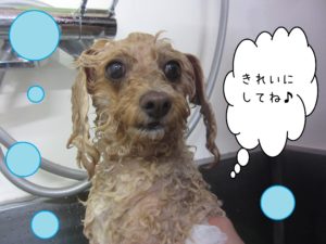 シャンプートイプー