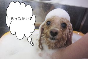 お風呂トイプー