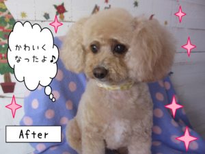 仕上がりトイプー