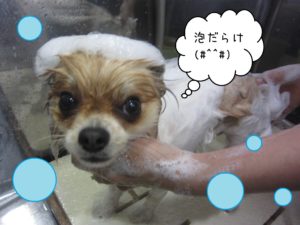 シャンプーミックス