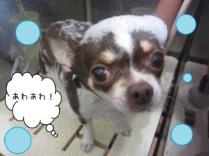 シャンプーチワワ