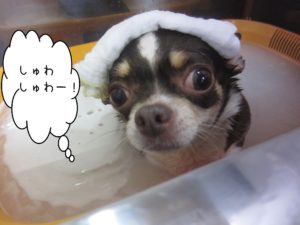 お風呂チワワ