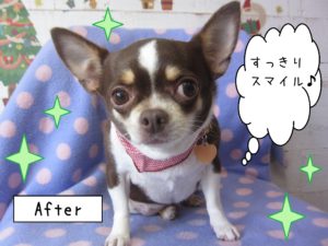仕上がりチワワ