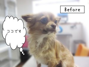 よろしくチワワ