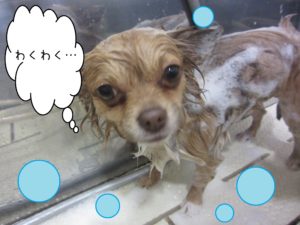 シャンプーチワワ