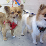 ブルちゃんとココちゃんアイキャッチ