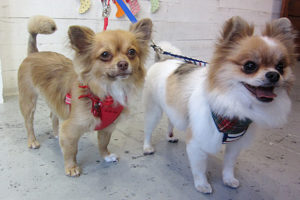 ブルちゃんとココちゃんアイキャッチ