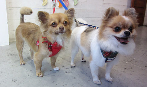 ブルちゃんとココちゃんアイキャッチ